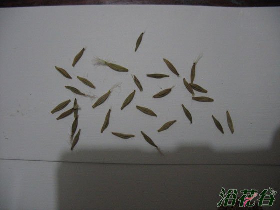非洲菊播种时间（附资料）