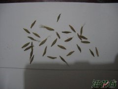 非洲菊播种时间（附资料）