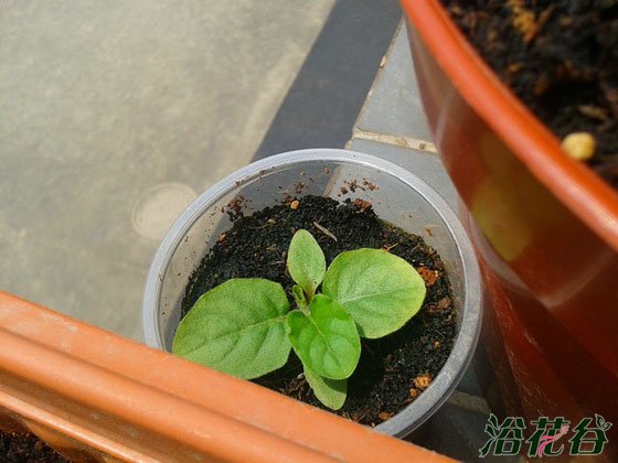 非洲菊播种时间（附资料）