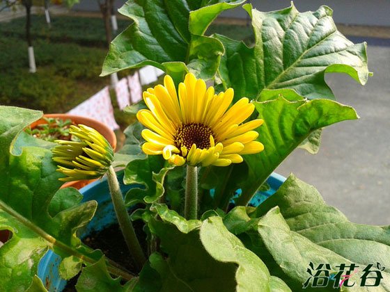 非洲菊播种时间（附资料）