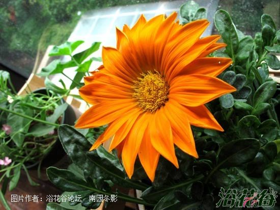 勋章菊什么时候播种