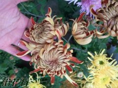盆栽菊花怎么养（简单实用版）