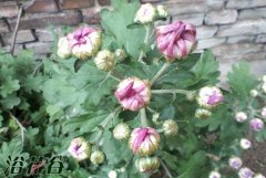 如何给菊花浇水