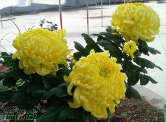 盆栽菊花的养殖方法（从扦插开始）