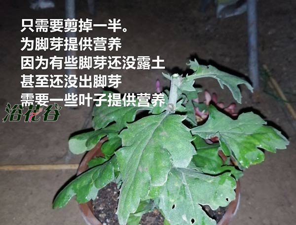 菊花过冬