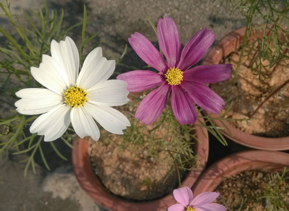 波斯菊