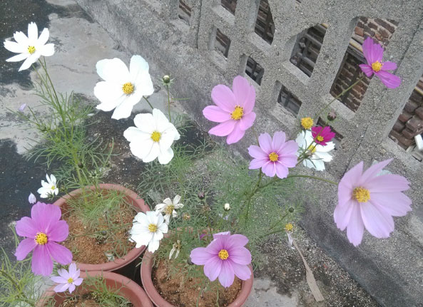 波斯菊