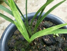 兰花拉丝病还能养吗