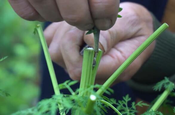 青蒿嫁接菊花几月份好