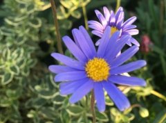 蓝费利菊养殖方法