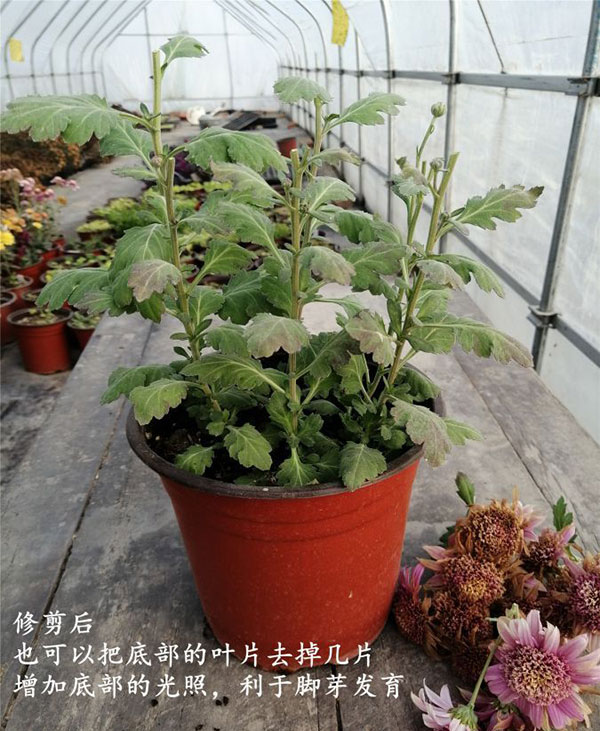 菊花开败后修剪图