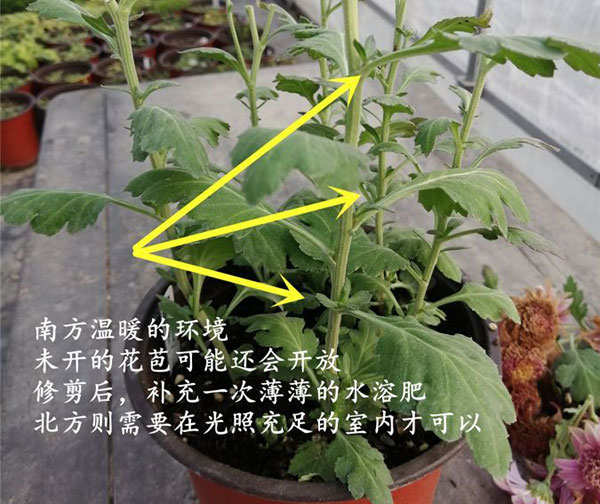 菊花开败后修剪图