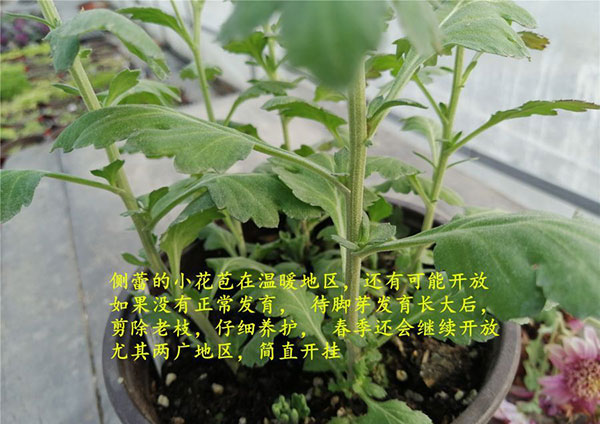 菊花开败后修剪图