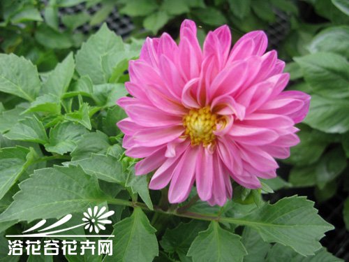 大丽菊的栽培方法