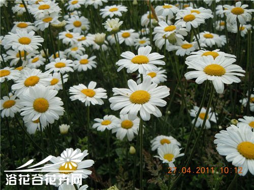 除虫菊大田种植方法
