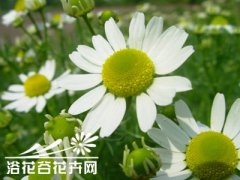 罗马甘菊的种植方法