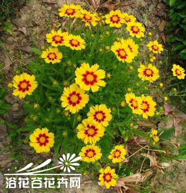 大<a href='https://www.861230.com/guanhuazhiwu/6853.html' target='_blank'><u>金鸡菊</u></a>的栽培方法