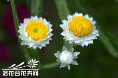 银苞菊的养殖方法
