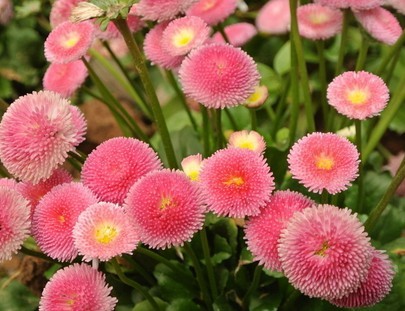 翠菊开花茂盛需要什么条件