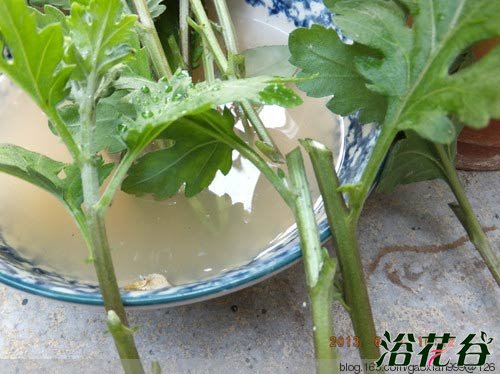 菊花扦插技术(花友经验版)