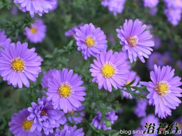 <a href='https://www.861230.com/guanhuazhiwu/6558.html' target='_blank'><u>荷兰菊</u></a>种植方法