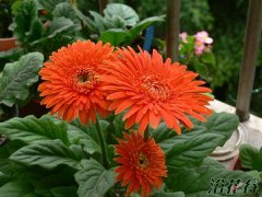 非洲菊怎么养(经验)