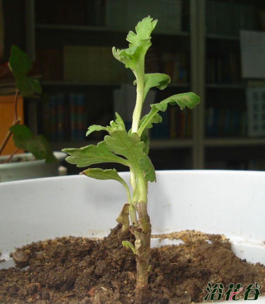 菊花种植(从苗到开花全过程)