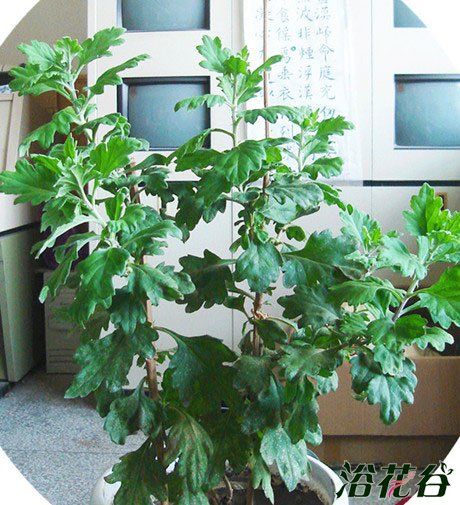 菊花种植(从苗到开花全过程)