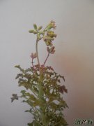 七宝树锦开花(图)