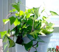 金玉菊的养殖方法