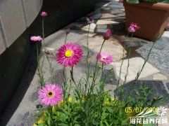 永生菊的养植方法介绍