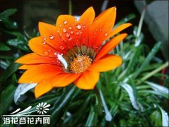 麦秆菊花语