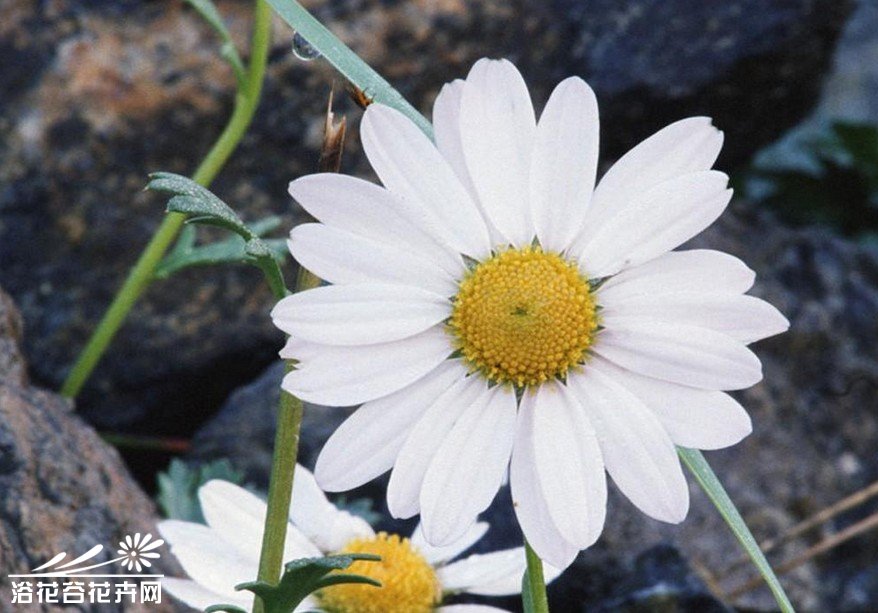 <a href='https://www.861230.com/guanhuazhiwu/6712.html' target='_blank'><u>雏菊</u></a>的花语