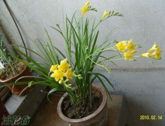 小苍兰的花语