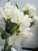 姜花的花语
