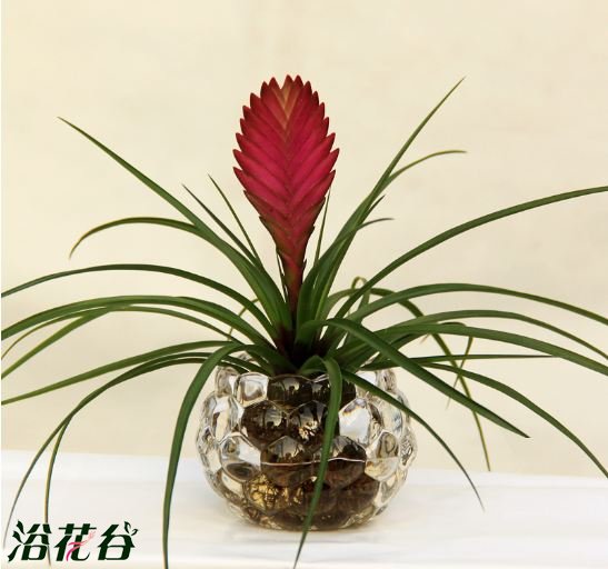 <a href='https://www.861230.com/guanhuazhiwu/6559.html' target='_blank'><u>铁兰</u></a>的花语