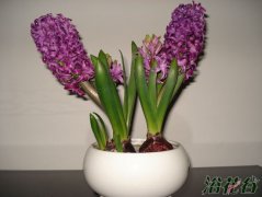 风信子花语是什么