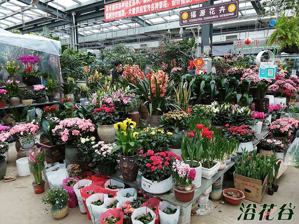 春节花卉市场