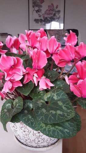 <a href='https://www.861230.com/guanhuazhiwu/6619.html' target='_blank'><u>仙客来</u></a>