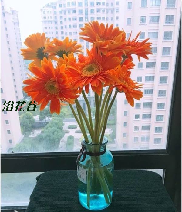 非洲菊