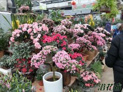 春节买什么花放在家里 要好看还是要实惠