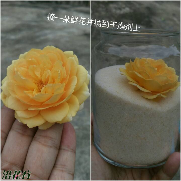 干花制作方法(保存你养的花)