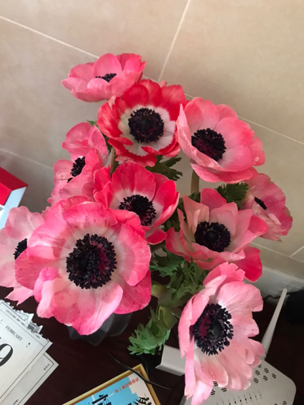 银<a href='https://www.861230.com/guanhuazhiwu/1062.html' target='_blank'><u>莲花</u></a>