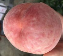 久保桃几月熟,是脆的吗