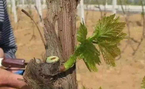 葡萄抹芽