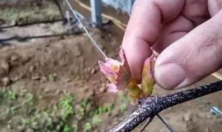 葡萄抹芽