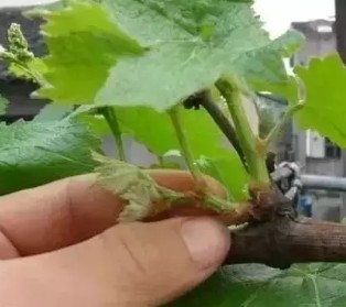 葡萄抹芽