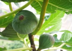 阳台无花果种植10要点