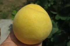 锦绣黄桃简介（图片）