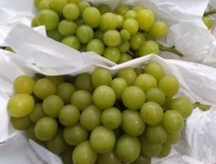 阳光玫瑰无核处理